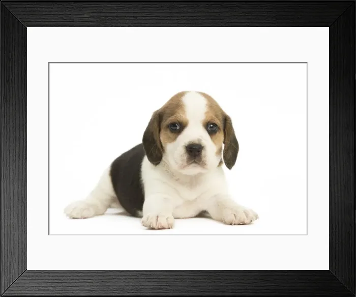 Framed Print : Picture No. 11991672 Framed Print : Picture No. 11991672
