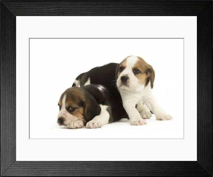 Framed Print : Picture No. 11991674 Framed Print : Picture No. 11991674
