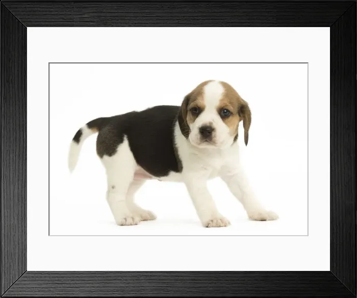 Framed Print : Picture No. 11991676 Framed Print : Picture No. 11991676