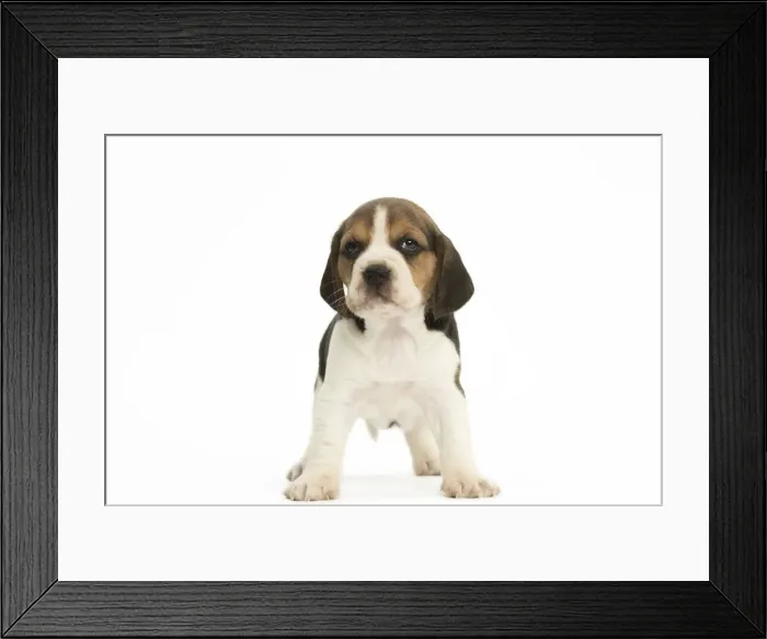 Framed Print : Picture No. 11991675 Framed Print : Picture No. 11991675