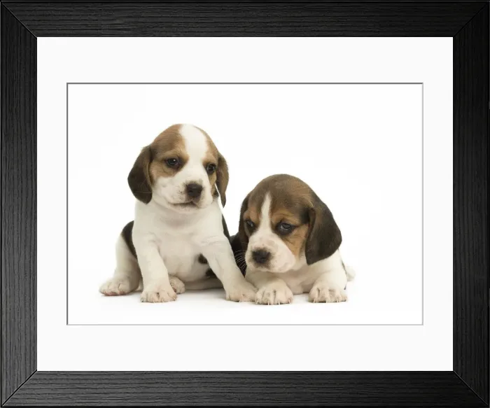 Framed Print : Picture No. 11991677 Framed Print : Picture No. 11991677