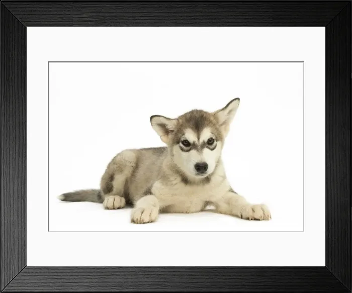 Framed Print : Picture No. 11991685 Framed Print : Picture No. 11991685
