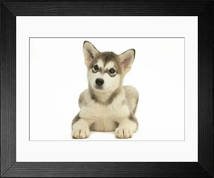 Framed Print : Picture No. 11991686 Framed Print : Picture No. 11991686