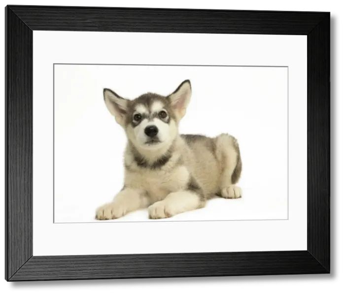 Framed Print : Picture No. 11991687 Framed Print : Picture No. 11991687