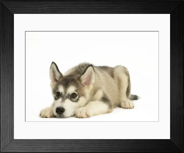 Framed Print : Picture No. 11991688 Framed Print : Picture No. 11991688