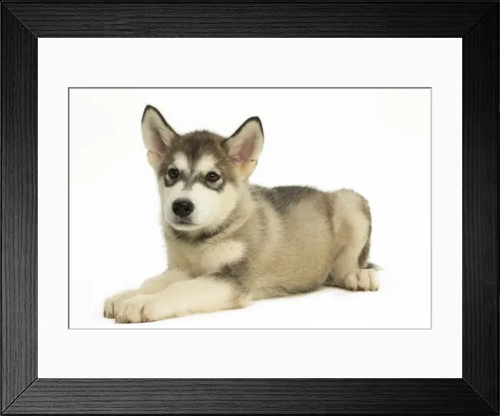 Framed Print : Picture No. 11991689 Framed Print : Picture No. 11991689
