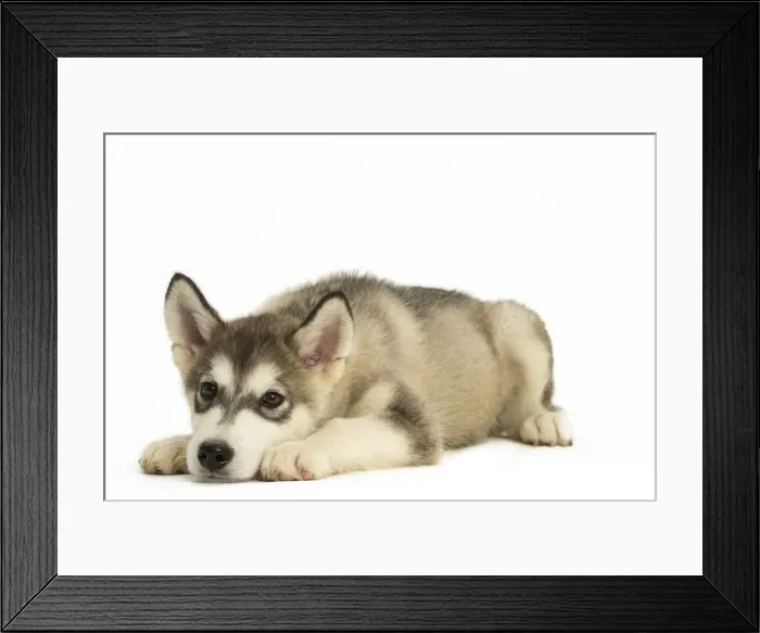 Framed Print : Picture No. 11991690 Framed Print : Picture No. 11991690