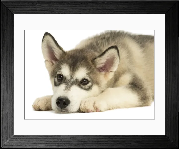 Framed Print : Picture No. 11991691 Framed Print : Picture No. 11991691