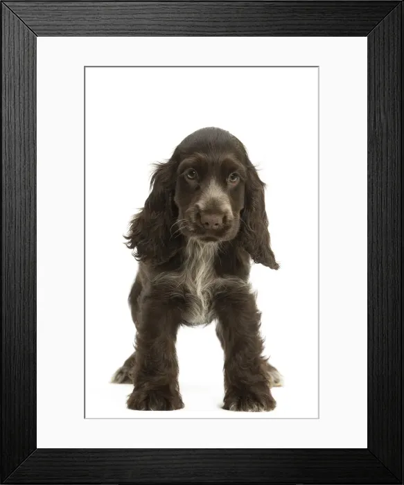 Framed Print : Picture No. 11991693 Framed Print : Picture No. 11991693