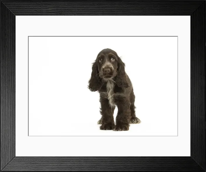 Framed Print : Picture No. 11991694 Framed Print : Picture No. 11991694