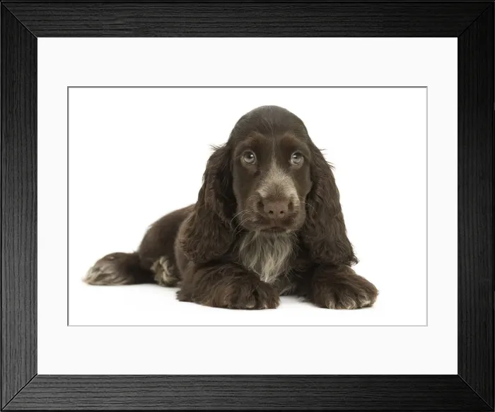 Framed Print : Picture No. 11991698 Framed Print : Picture No. 11991698