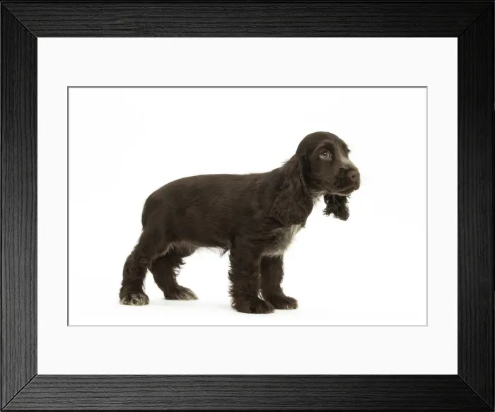Framed Print : Picture No. 11991702 Framed Print : Picture No. 11991702