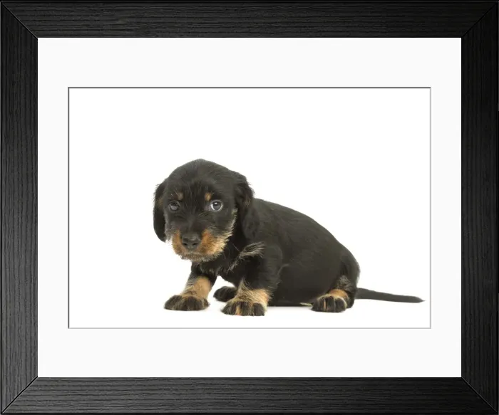 Framed Print : Picture No. 11991704 Framed Print : Picture No. 11991704
