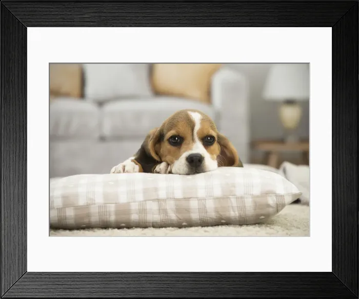 Framed Print : Picture No. 11991707