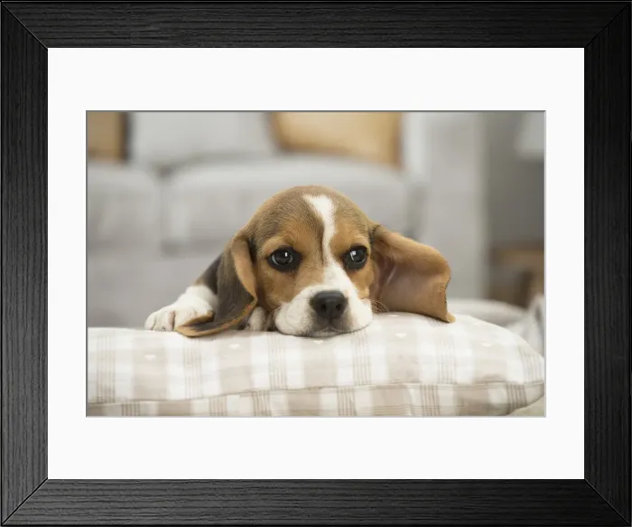 Framed Print : Picture No. 11991708 Framed Print : Picture No. 11991708