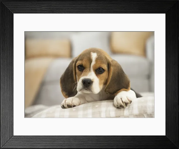 Framed Print : Picture No. 11991709