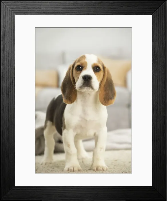 Framed Print : Picture No. 11991710 Framed Print : Picture No. 11991710