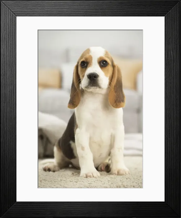 Framed Print : Picture No. 11991711 Framed Print : Picture No. 11991711