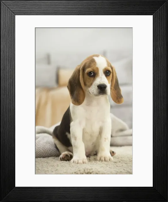 Framed Print : Picture No. 11991712 Framed Print : Picture No. 11991712