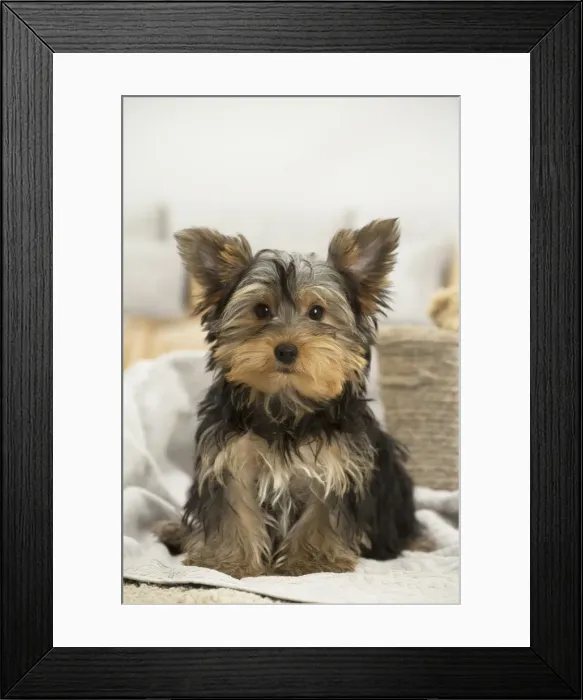 Framed Print : Picture No. 11991713 Framed Print : Picture No. 11991713