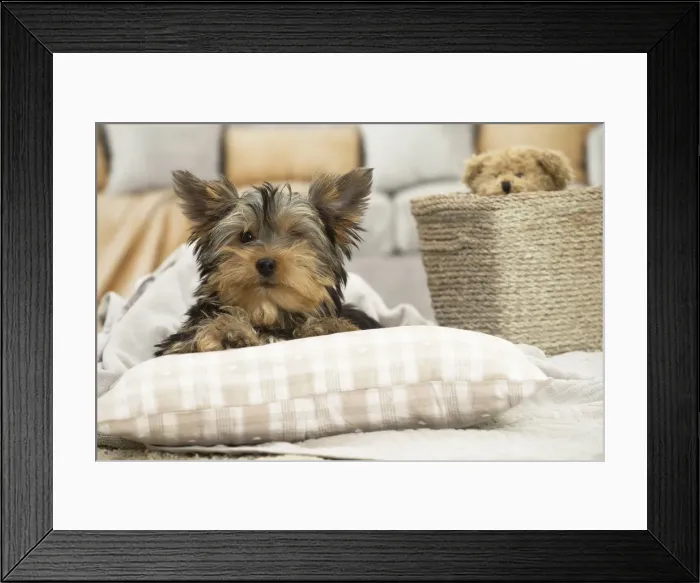 Framed Print : Picture No. 11991715 Framed Print : Picture No. 11991715