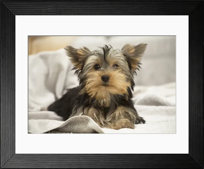 Framed Print : Picture No. 11991716 Framed Print : Picture No. 11991716