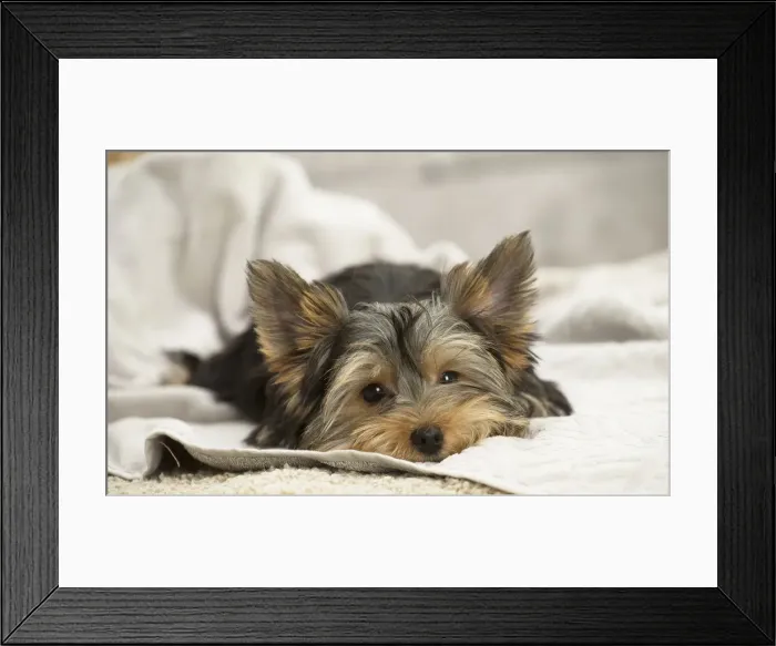 Framed Print : Picture No. 11991717 Framed Print : Picture No. 11991717