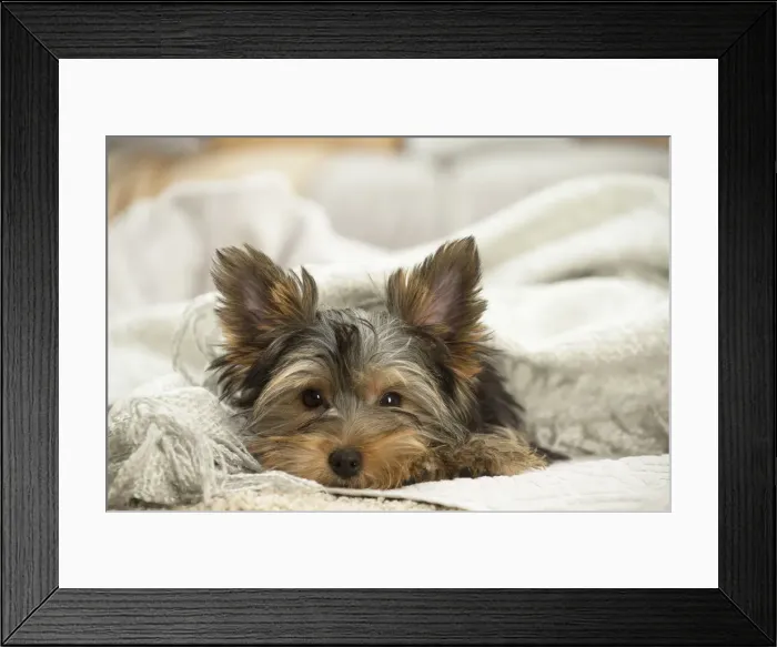 Framed Print : Picture No. 11991720 Framed Print : Picture No. 11991720