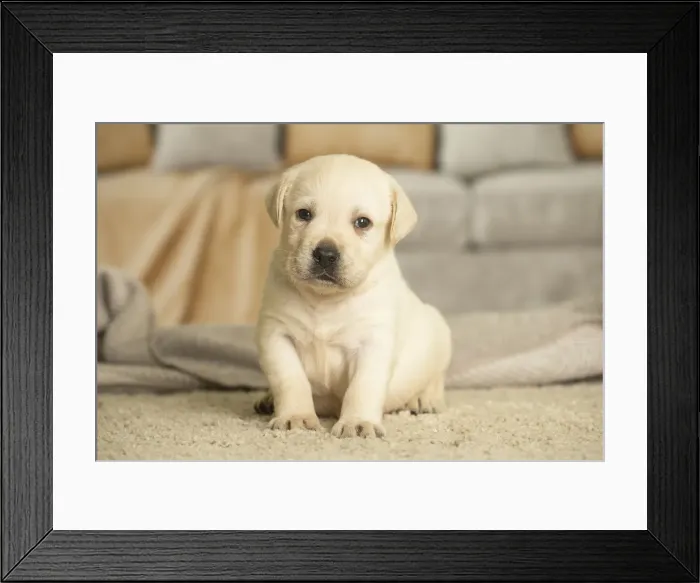 Framed Print : Picture No. 11991723 Framed Print : Picture No. 11991723