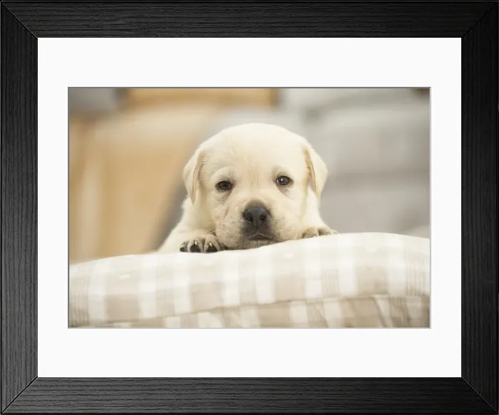 Framed Print : Picture No. 11991725 Framed Print : Picture No. 11991725