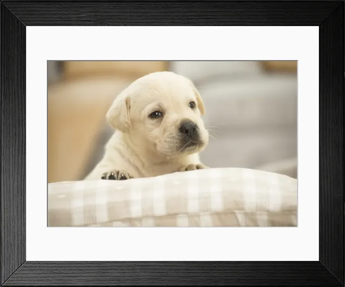Framed Print : Picture No. 11991726 Framed Print : Picture No. 11991726