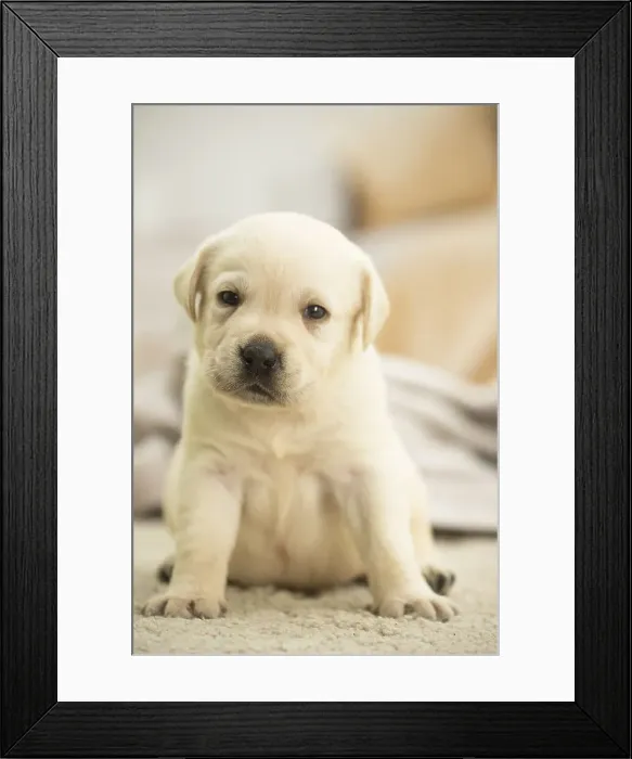 Framed Print : Picture No. 11991732 Framed Print : Picture No. 11991732