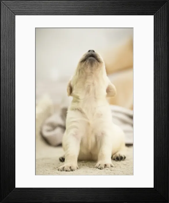 Framed Print : Picture No. 11991733 Framed Print : Picture No. 11991733