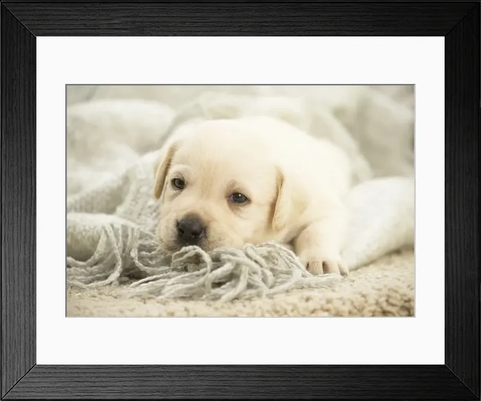 Framed Print : Picture No. 11991735 Framed Print : Picture No. 11991735