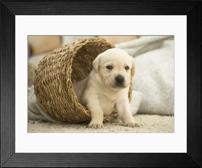 Framed Print : Picture No. 11991736 Framed Print : Picture No. 11991736