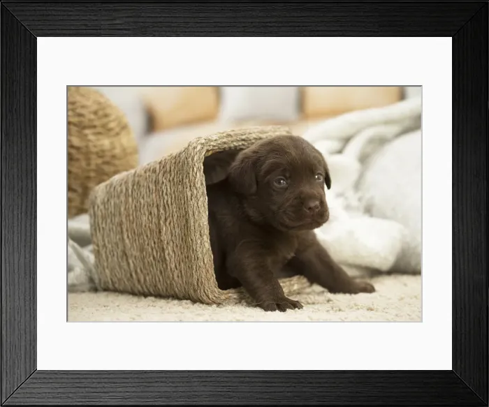 Framed Print : Picture No. 11991737 Framed Print : Picture No. 11991737