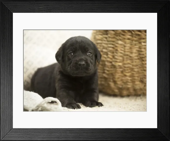Framed Print : Picture No. 11991742 Framed Print : Picture No. 11991742