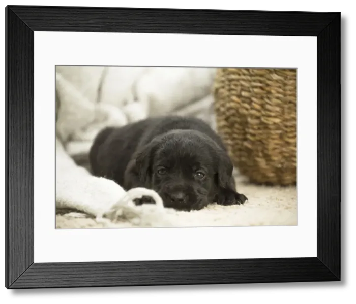 Framed Print : Picture No. 11991743 Framed Print : Picture No. 11991743