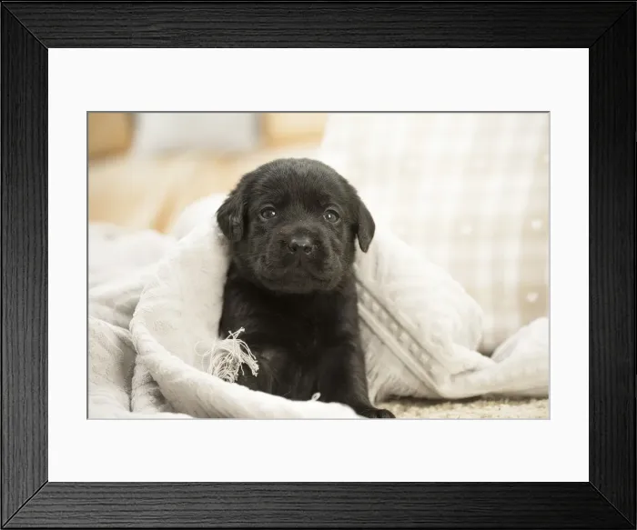 Framed Print : Picture No. 11991744 Framed Print : Picture No. 11991744