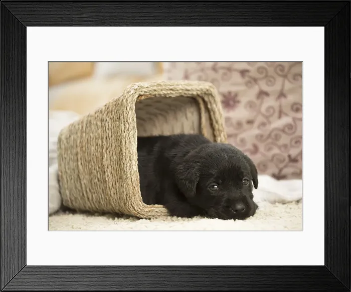 Framed Print : Picture No. 11991747 Framed Print : Picture No. 11991747