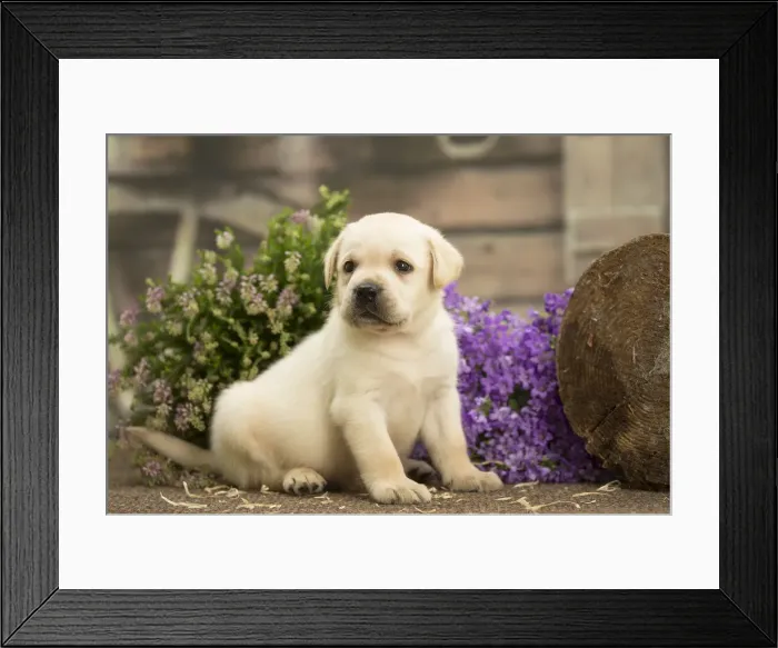Framed Print : Picture No. 11991749 Framed Print : Picture No. 11991749
