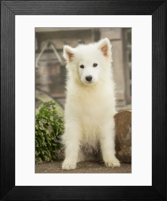 Framed Print : Picture No. 11991750 Framed Print : Picture No. 11991750