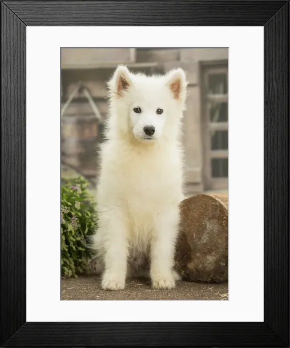 Framed Print : Picture No. 11991751 Framed Print : Picture No. 11991751