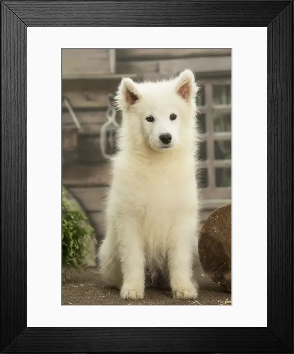 Framed Print : Picture No. 11991754 Framed Print : Picture No. 11991754