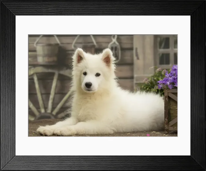 Framed Print : Picture No. 11991755 Framed Print : Picture No. 11991755
