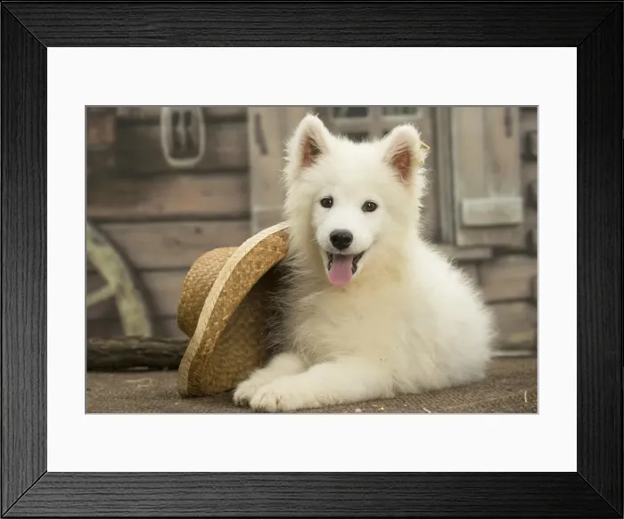 Framed Print : Picture No. 11991758 Framed Print : Picture No. 11991758