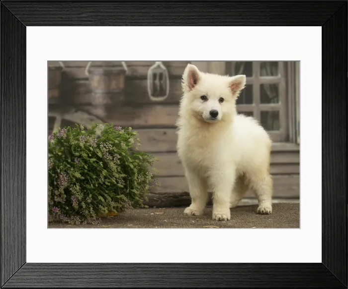 Framed Print : Picture No. 11991762 Framed Print : Picture No. 11991762