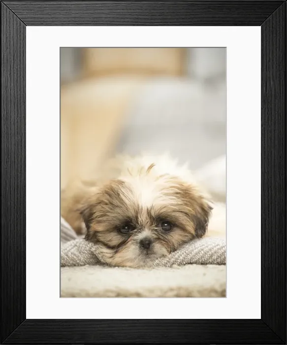 Framed Print : Picture No. 11991765 Framed Print : Picture No. 11991765