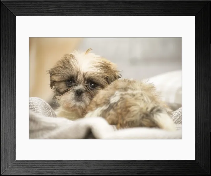 Framed Print : Picture No. 11991766 Framed Print : Picture No. 11991766