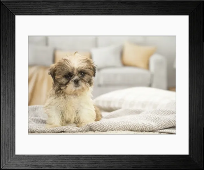 Framed Print : Picture No. 11991767 Framed Print : Picture No. 11991767